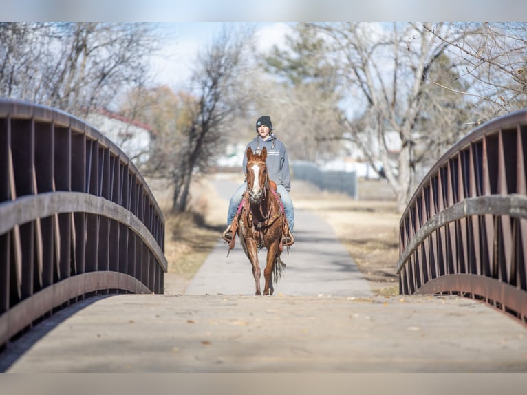 American Quarter Horse Mix Giumenta 14 Anni 142 cm Sauro ciliegia in Fort Collins