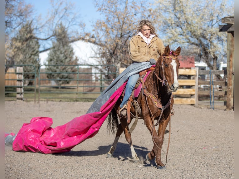 American Quarter Horse Mix Giumenta 14 Anni 142 cm Sauro ciliegia in Fort Collins