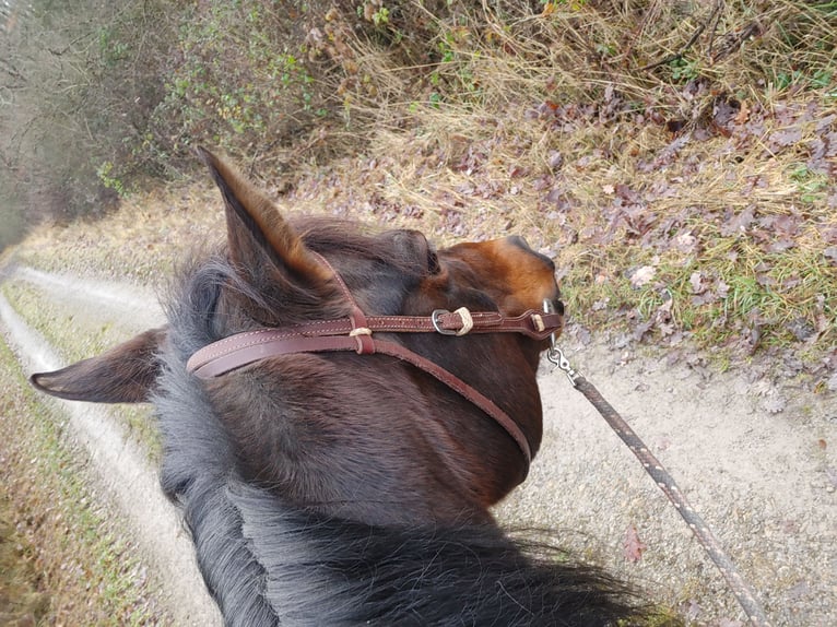 American Quarter Horse Giumenta 14 Anni 145 cm Baio scuro in Markt Nordheim
