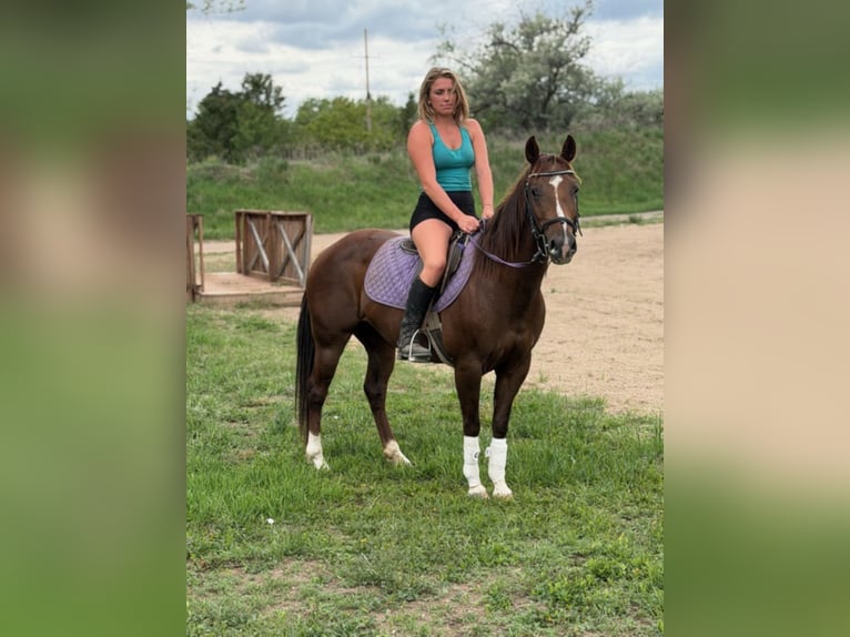 American Quarter Horse Giumenta 14 Anni 145 cm Sauro ciliegia in Bronson