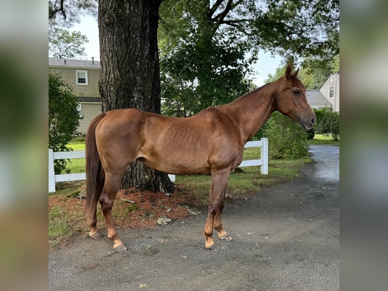 American Quarter Horse Giumenta 14 Anni 145 cm Sauro scuro in Granby, CT