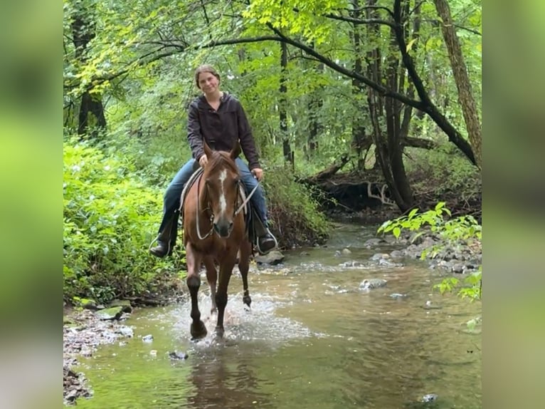 American Quarter Horse Giumenta 14 Anni 145 cm Sauro scuro in Granby, CT