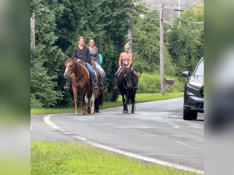 American Quarter Horse Giumenta 14 Anni 145 cm Sauro scuro in Granby, CT