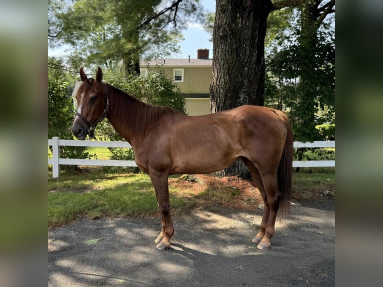 American Quarter Horse Giumenta 14 Anni 145 cm Sauro scuro in Granby, CT