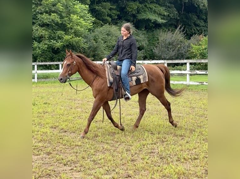 American Quarter Horse Giumenta 14 Anni 145 cm Sauro scuro in Granby, CT