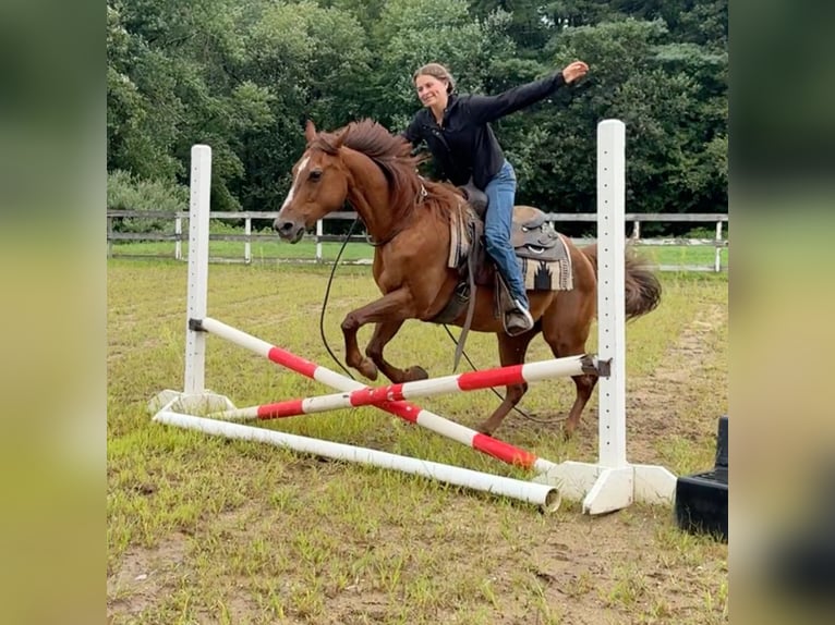 American Quarter Horse Giumenta 14 Anni 145 cm Sauro scuro in Granby, CT