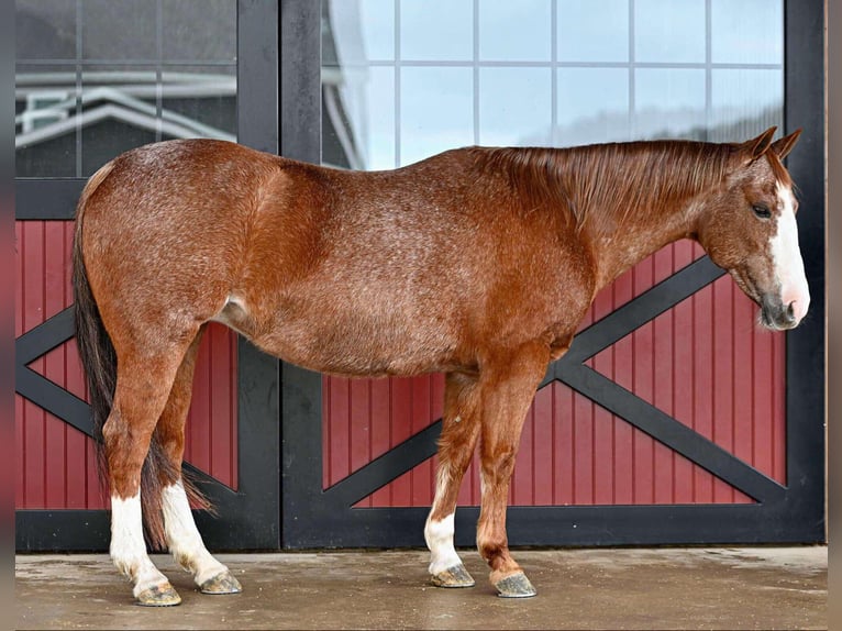 American Quarter Horse Giumenta 14 Anni 147 cm Roano rosso in Rebersburg, PA