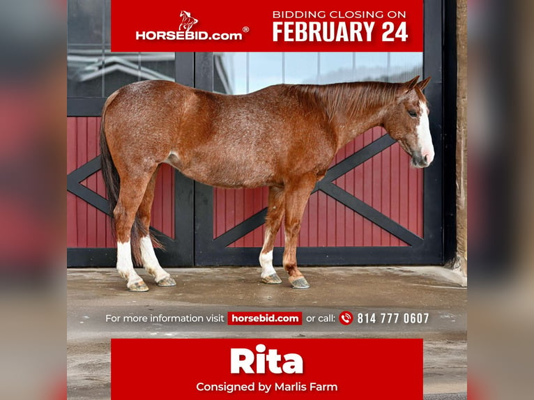 American Quarter Horse Giumenta 14 Anni 147 cm Roano rosso in Rebersburg, PA