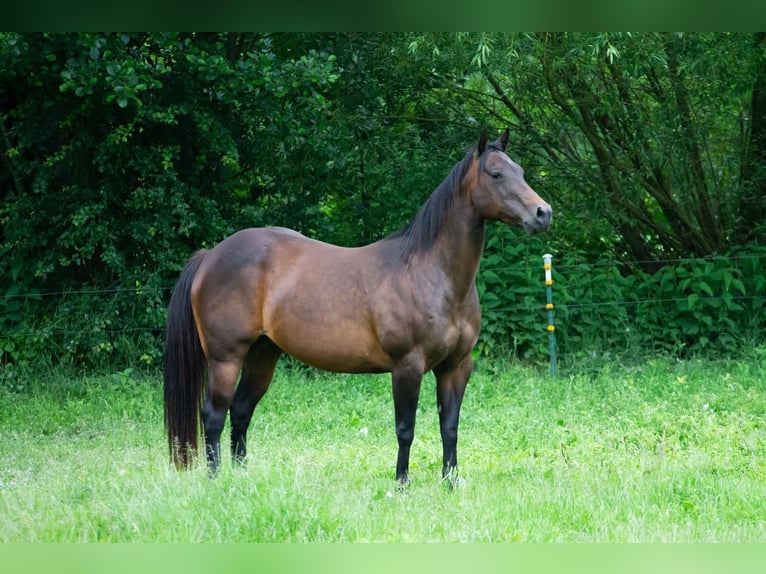 American Quarter Horse Giumenta 14 Anni 148 cm Baio in NeumünsterNeumünsterr