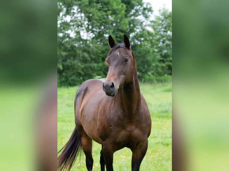 American Quarter Horse Giumenta 14 Anni 148 cm Baio in NeumünsterNeumünsterr