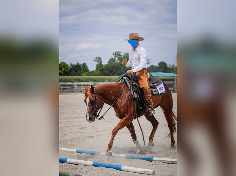 American Quarter Horse Giumenta 14 Anni 148 cm Sauro in Formignana