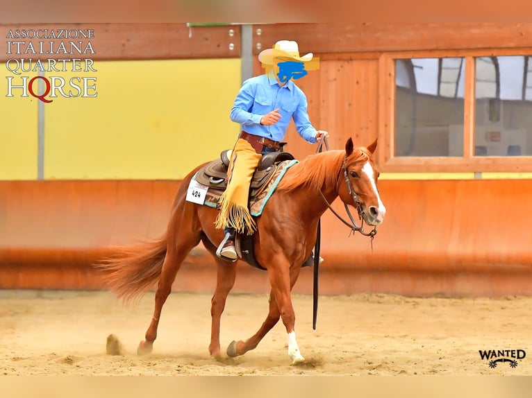 American Quarter Horse Giumenta 14 Anni 148 cm Sauro in Formignana