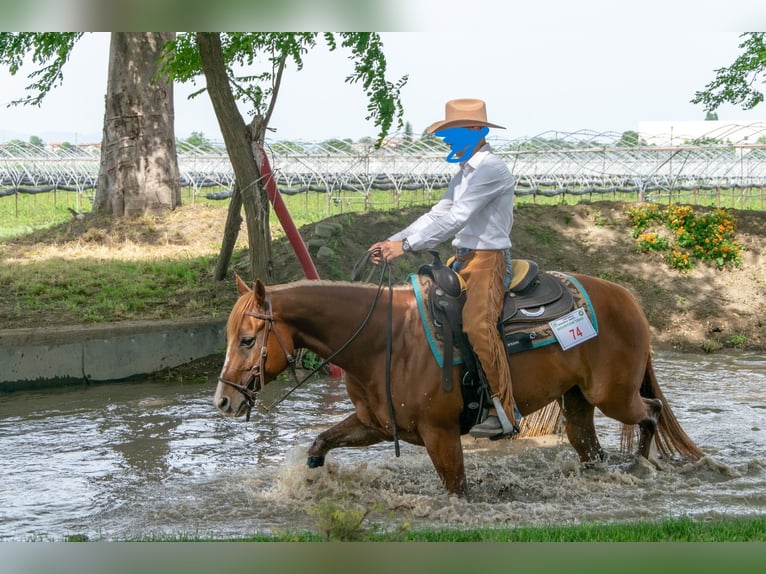 American Quarter Horse Giumenta 14 Anni 148 cm Sauro in Formignana