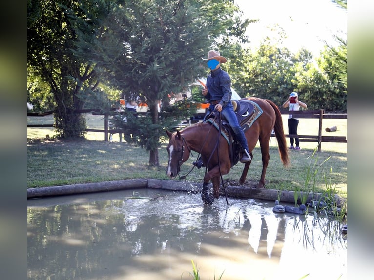 American Quarter Horse Giumenta 14 Anni 148 cm Sauro in Formignana