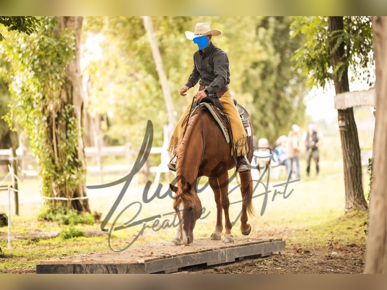 American Quarter Horse Giumenta 14 Anni 148 cm Sauro in Formignana
