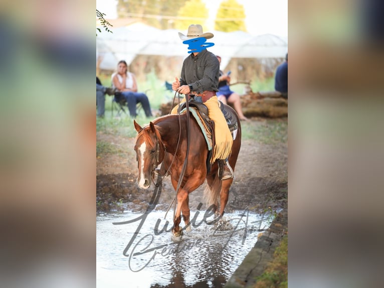 American Quarter Horse Giumenta 14 Anni 148 cm Sauro in Formignana
