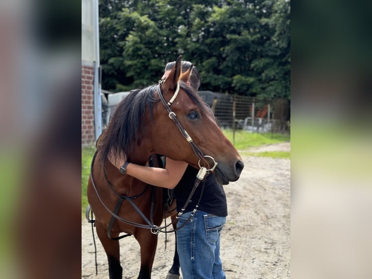 American Quarter Horse Mix Giumenta 14 Anni 149 cm Baio in Alsdorf