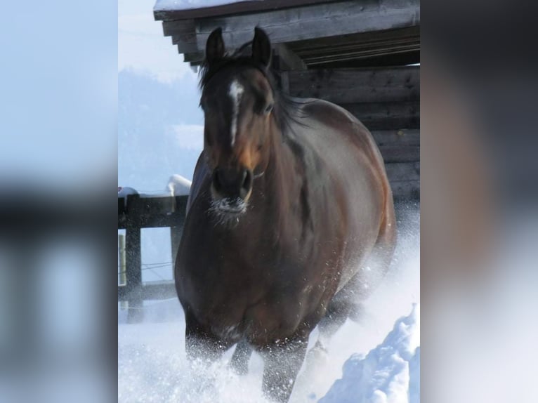 American Quarter Horse Giumenta 14 Anni 149 cm Baio scuro in Schärding