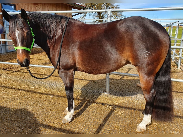 American Quarter Horse Giumenta 14 Anni 149 cm Baio scuro in Schärding