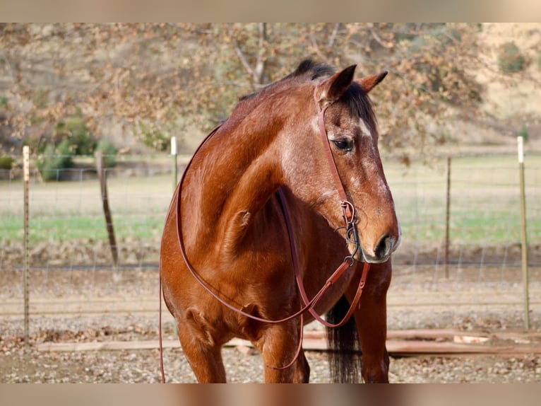 American Quarter Horse Giumenta 14 Anni 150 cm Baio roano in Bitterwater CA