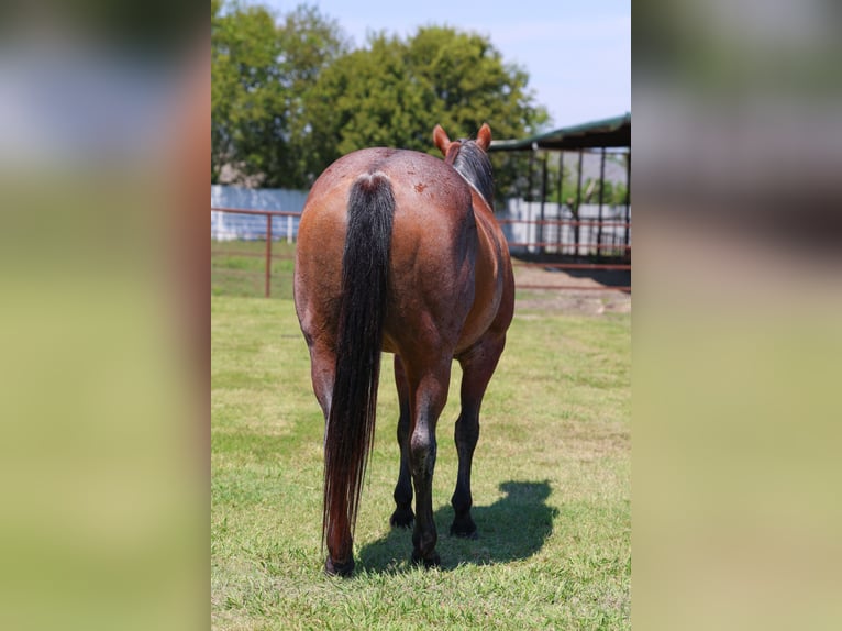 American Quarter Horse Giumenta 14 Anni 150 cm Baio roano in Forney