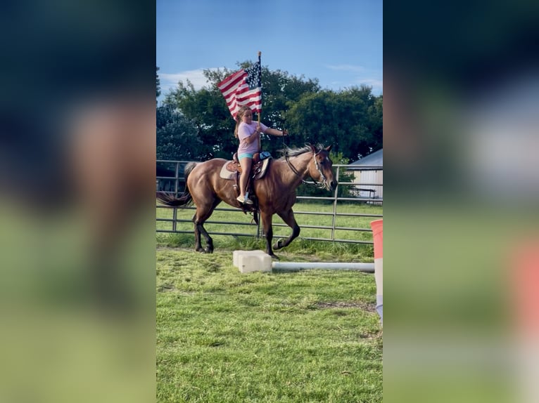 American Quarter Horse Giumenta 14 Anni 150 cm Baio roano in Forney