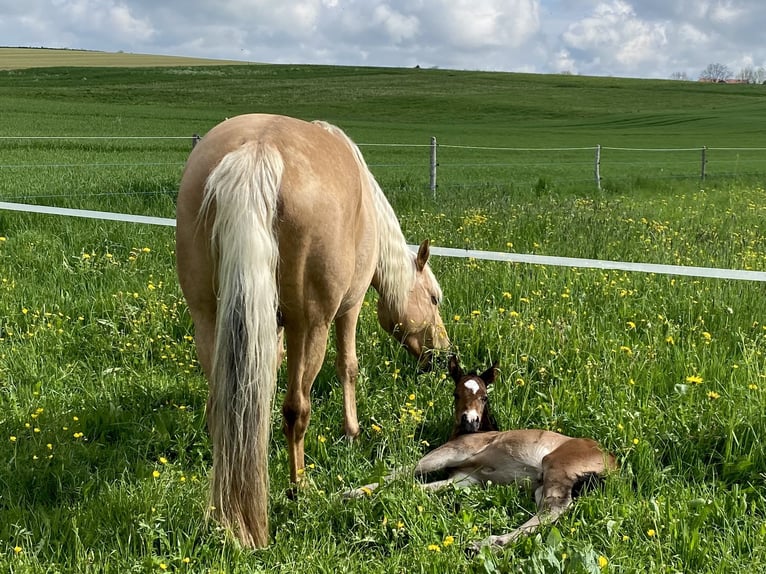 American Quarter Horse Giumenta 14 Anni 150 cm Palomino in Garmisch-Partenkirchen