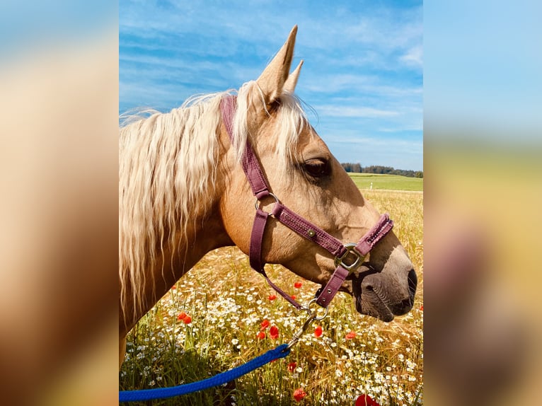 American Quarter Horse Giumenta 14 Anni 150 cm Palomino in Garmisch-Partenkirchen
