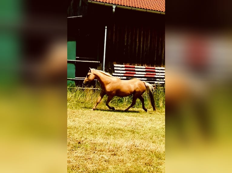 American Quarter Horse Giumenta 14 Anni 150 cm Palomino in Garmisch-Partenkirchen
