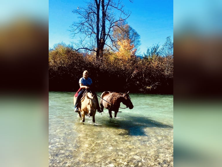 American Quarter Horse Giumenta 14 Anni 150 cm Palomino in Garmisch-Partenkirchen