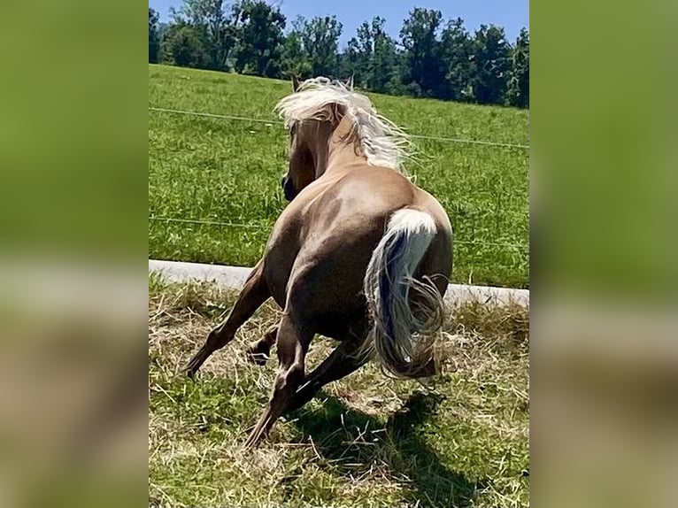 American Quarter Horse Giumenta 14 Anni 150 cm Palomino in Garmisch-Partenkirchen