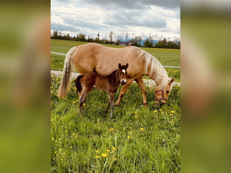 American Quarter Horse Giumenta 14 Anni 150 cm Palomino in Garmisch-Partenkirchen
