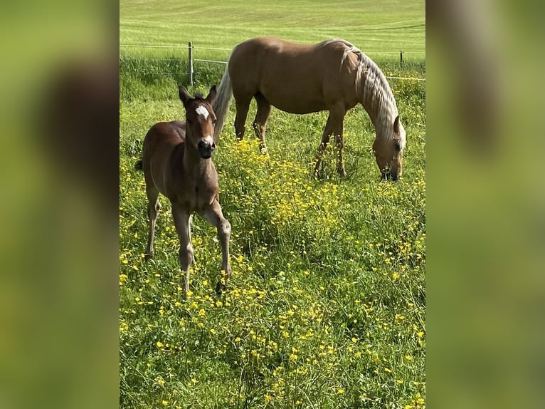 American Quarter Horse Giumenta 14 Anni 150 cm Palomino in Garmisch-Partenkirchen