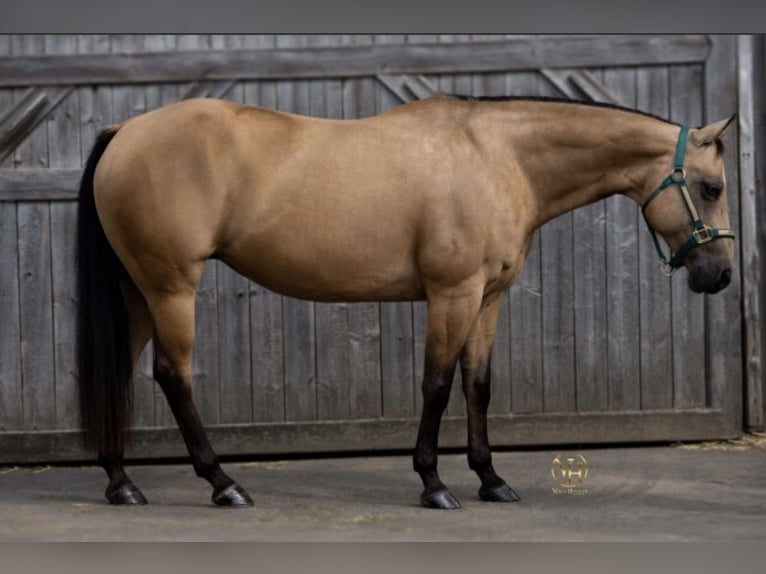 American Quarter Horse Giumenta 14 Anni 150 cm Pelle di daino in Schirmitz