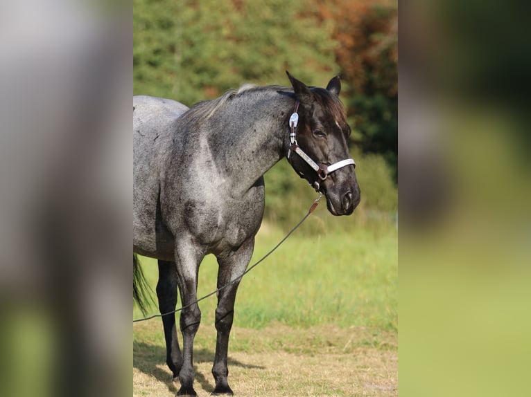 American Quarter Horse Giumenta 14 Anni 150 cm Roano blu in Rostock