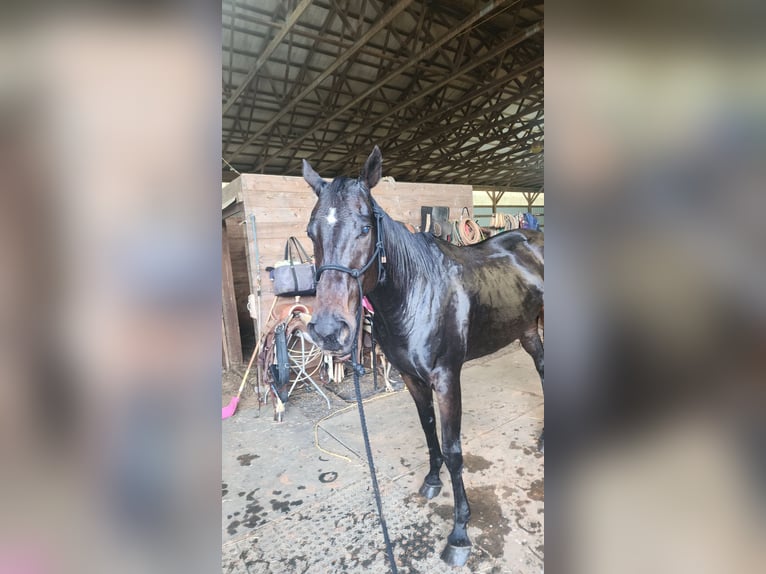 American Quarter Horse Mix Giumenta 14 Anni 152 cm Baio ciliegia in Jefferson