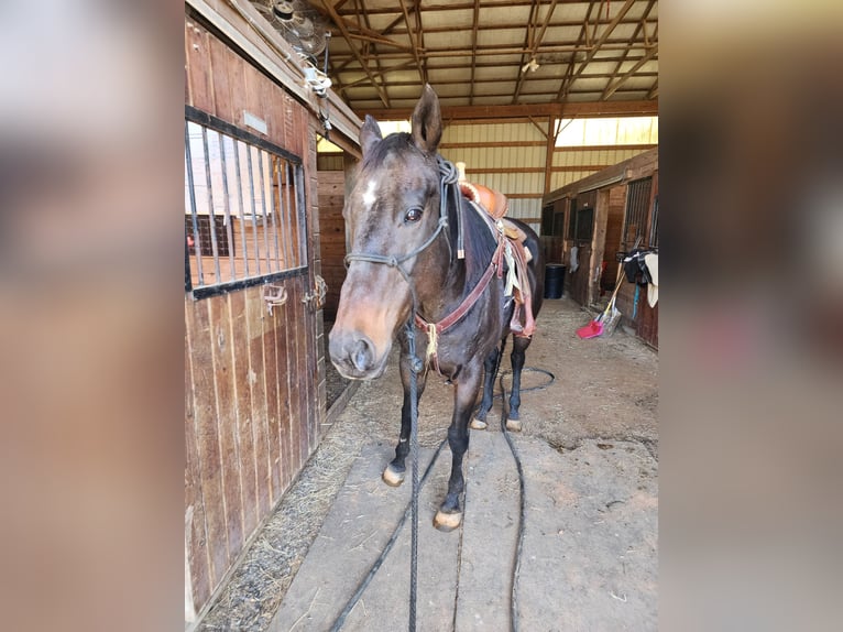 American Quarter Horse Mix Giumenta 14 Anni 152 cm Baio ciliegia in Jefferson