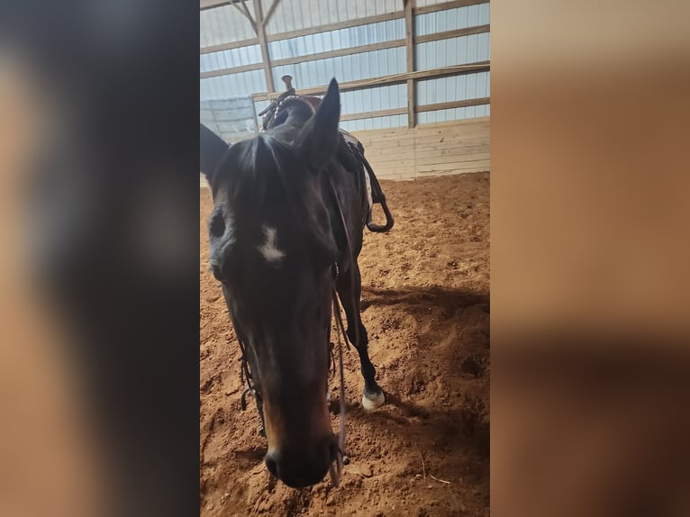 American Quarter Horse Mix Giumenta 14 Anni 152 cm Baio ciliegia in Jefferson