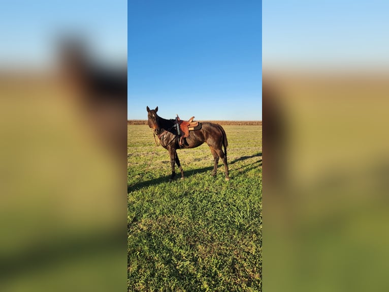 American Quarter Horse Mix Giumenta 14 Anni 152 cm Baio ciliegia in Jefferson