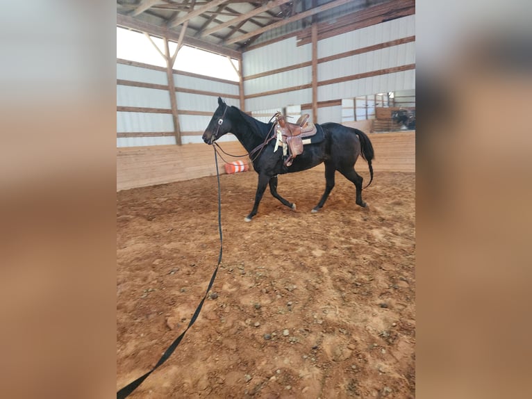 American Quarter Horse Mix Giumenta 14 Anni 152 cm Baio ciliegia in Jefferson