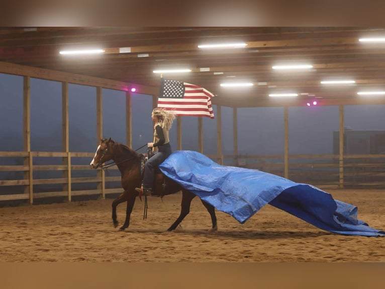 American Quarter Horse Giumenta 14 Anni 152 cm Baio ciliegia in Quitman