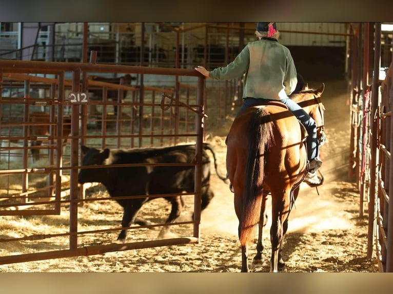 American Quarter Horse Giumenta 14 Anni 152 cm Baio ciliegia in Quitman