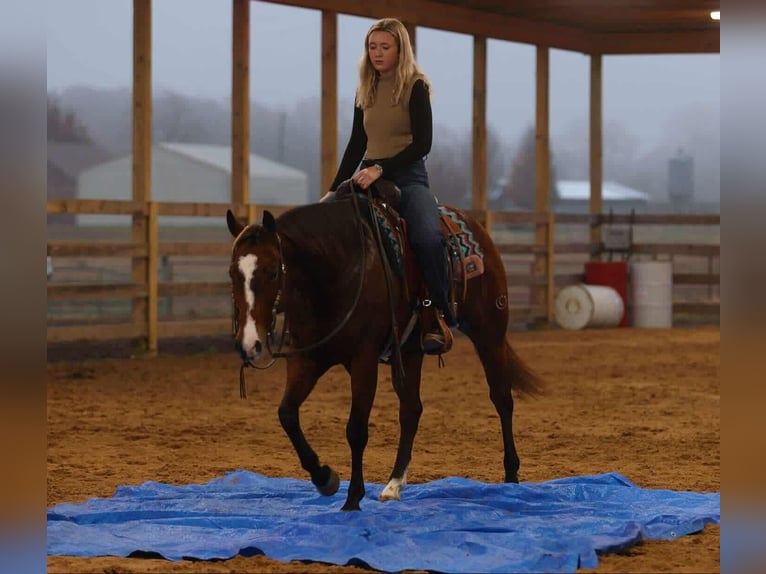 American Quarter Horse Giumenta 14 Anni 152 cm Baio ciliegia in Quitman
