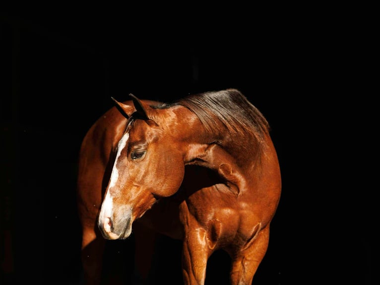 American Quarter Horse Giumenta 14 Anni 152 cm Baio ciliegia in Quitman