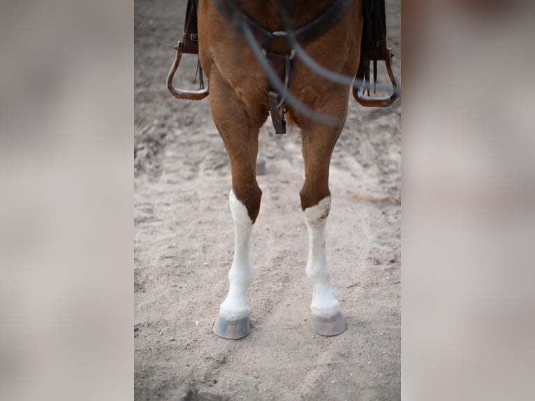 American Quarter Horse Giumenta 14 Anni 152 cm Falbo in Sidney, NE