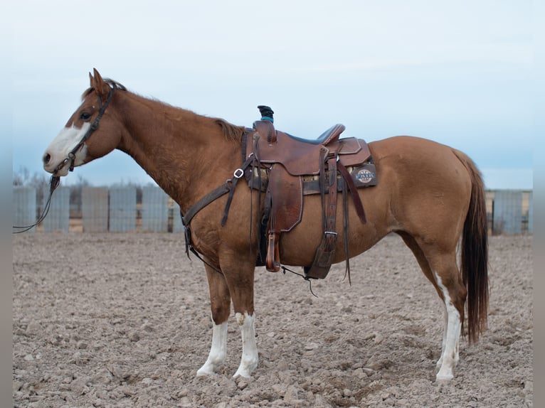 American Quarter Horse Giumenta 14 Anni 152 cm Falbo in Sidney, NE