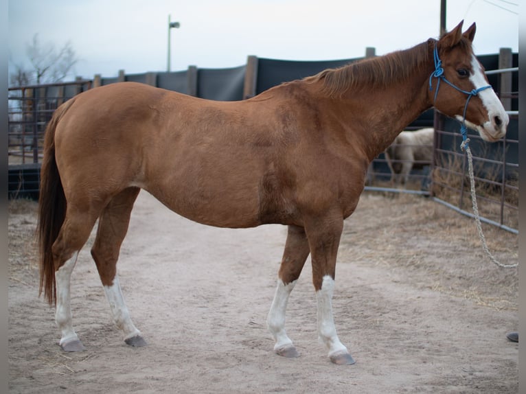 American Quarter Horse Giumenta 14 Anni 152 cm Falbo in Sidney, NE