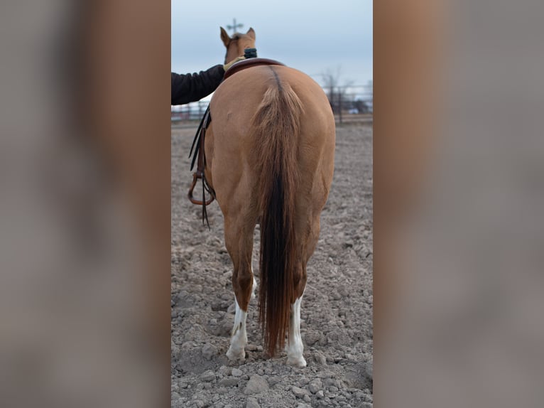 American Quarter Horse Giumenta 14 Anni 152 cm Falbo in Sidney, NE