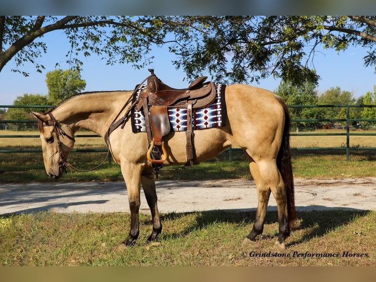 American Quarter Horse Giumenta 14 Anni 152 cm Pelle di daino in Ashland, OH