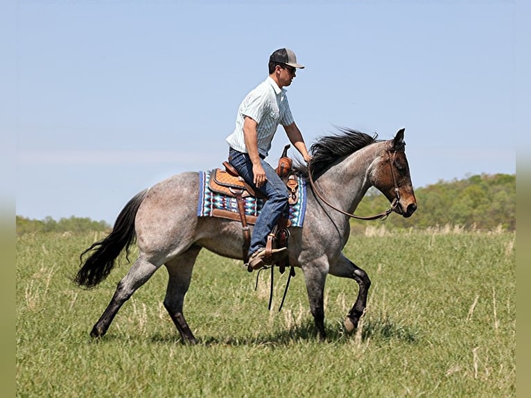 American Quarter Horse Giumenta 14 Anni 152 cm Roano blu in Somerset KY